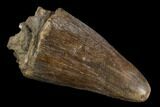 Fossil Deinosuchus Tooth - Aguja Formation, Texas #116669-1